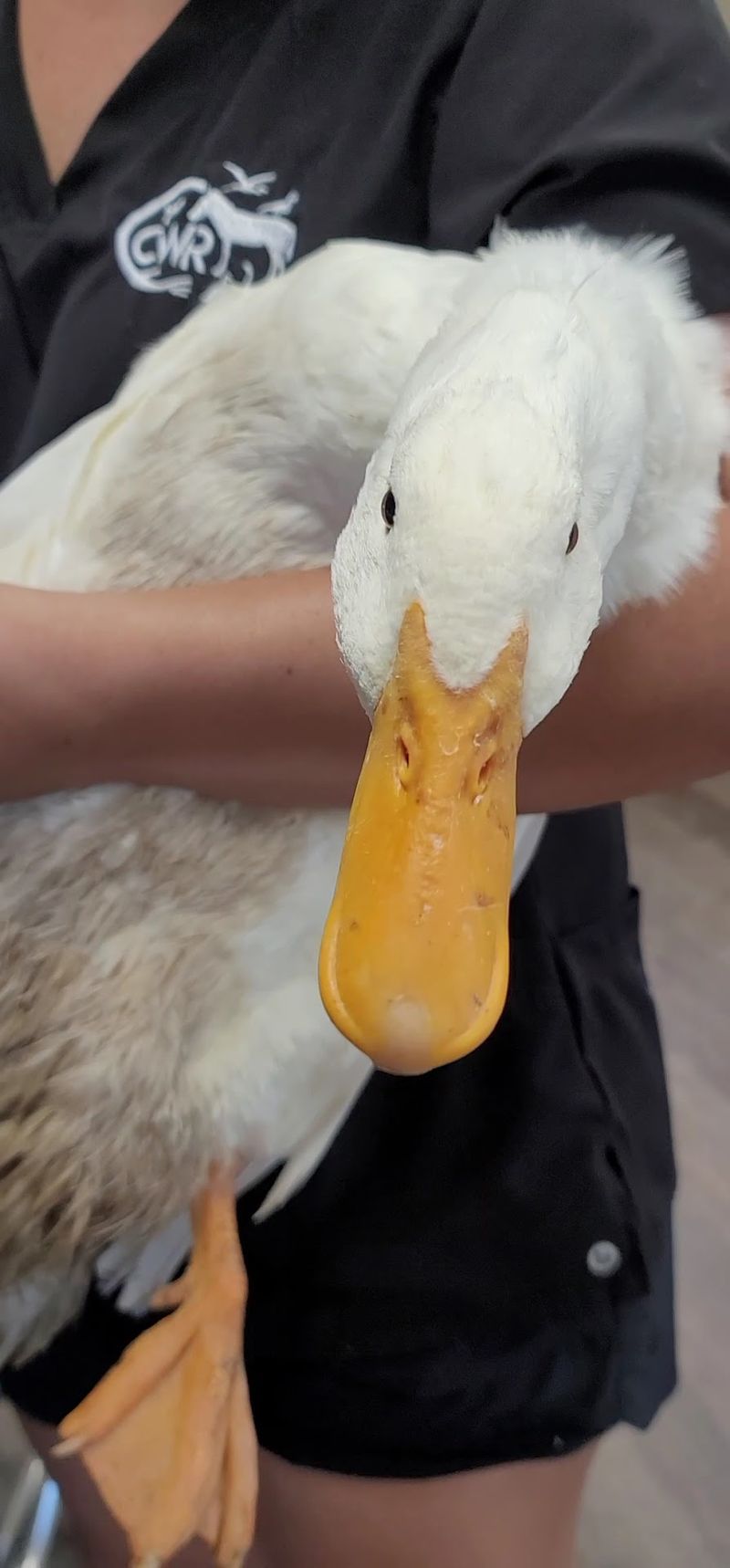Why This Little Rescue Earns Its 4.9 Stars