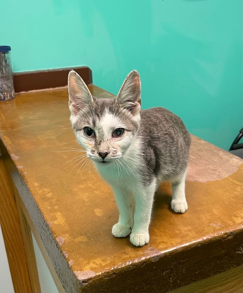 Why This Little Sanford Rescue Is Worth The Drive