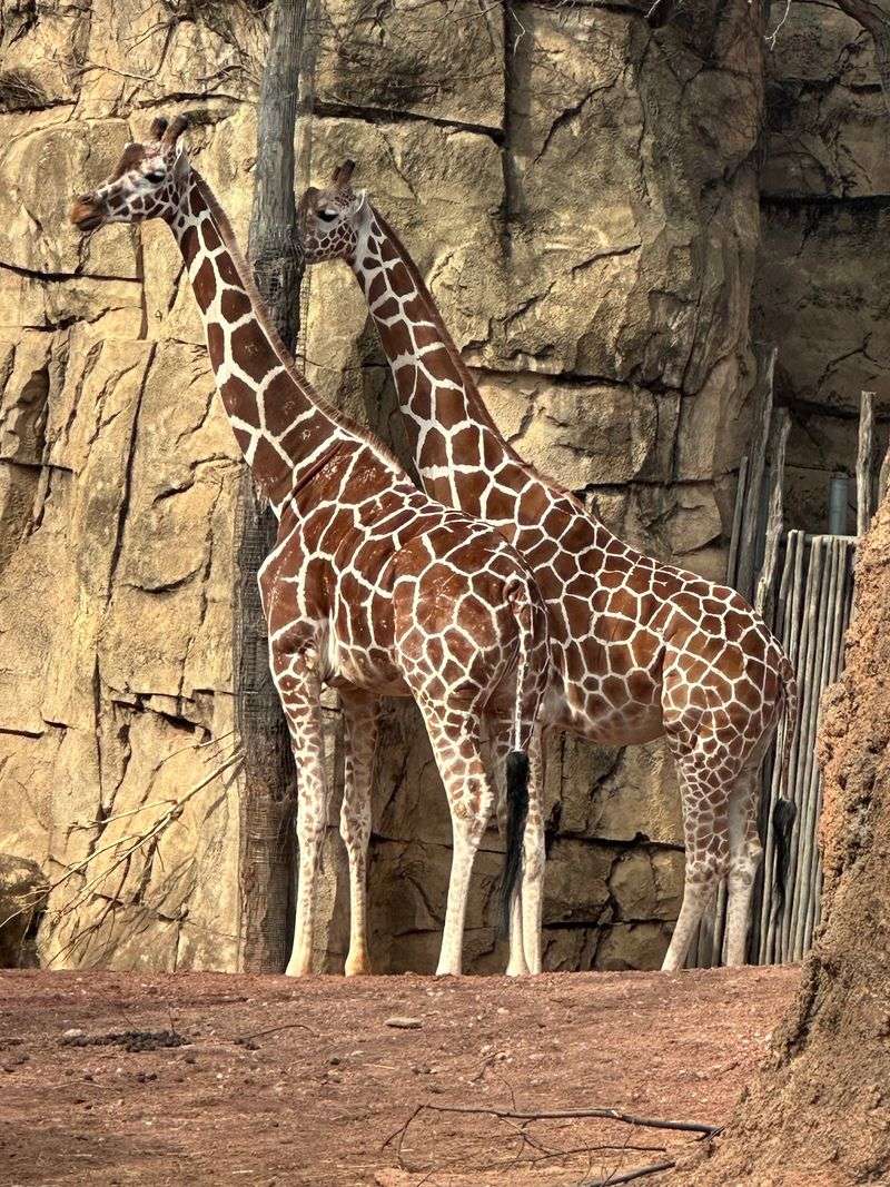 Why This Zoo Keeps Drawing People Back Season After Season