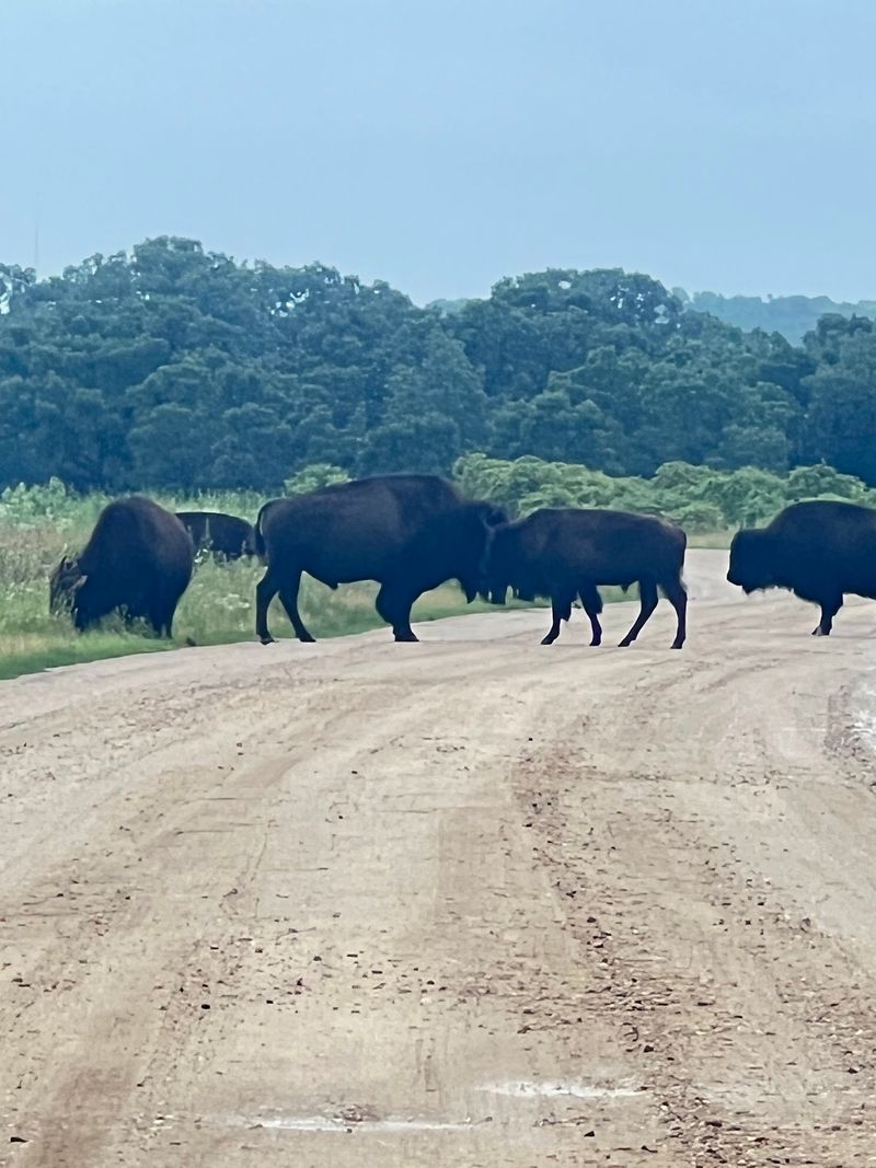 Why the Bison Herd Here Is Such a Big Deal Why the Bison Herd Here Is Such a Big Deal
