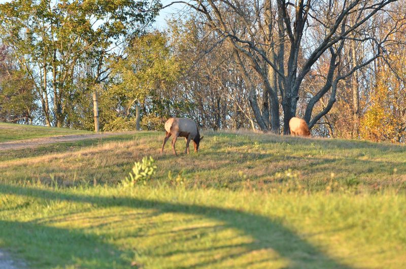 Wild Elk Roaming Free in the Heart of the Pennsylvania Wilds Wild Elk Roaming Free in the Heart of the Pennsylvania Wilds