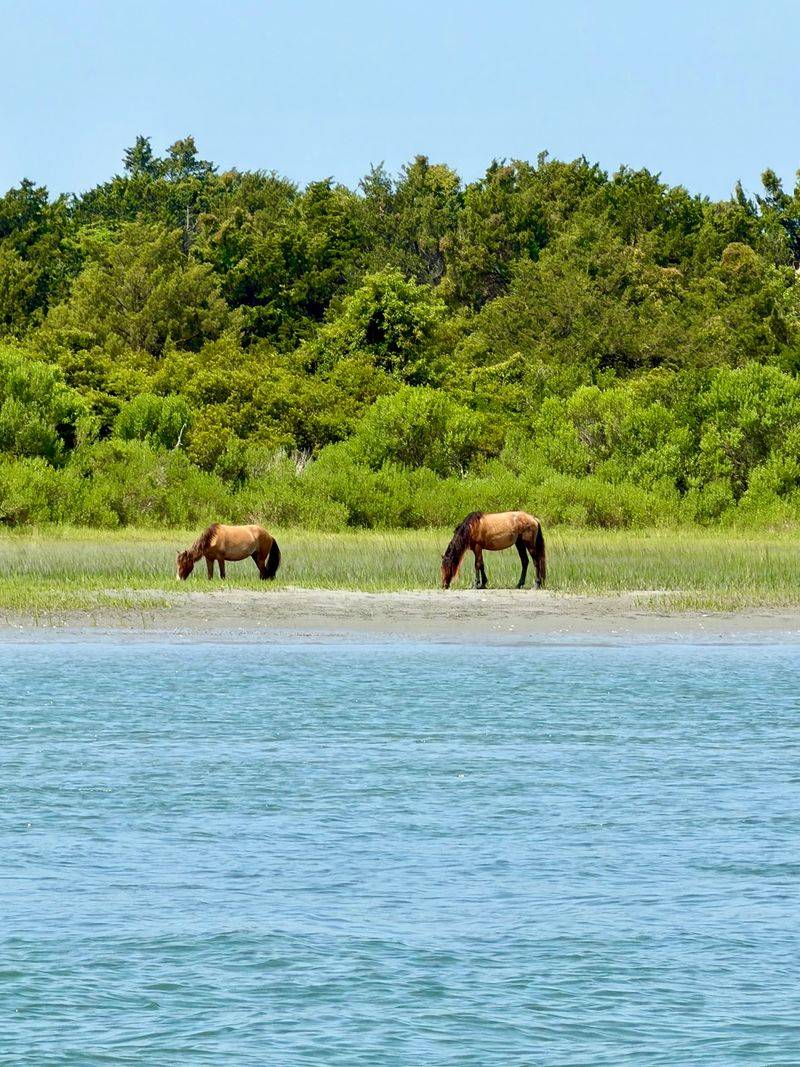 Wild Horses Along the Shore Wild Horses Along the Shore