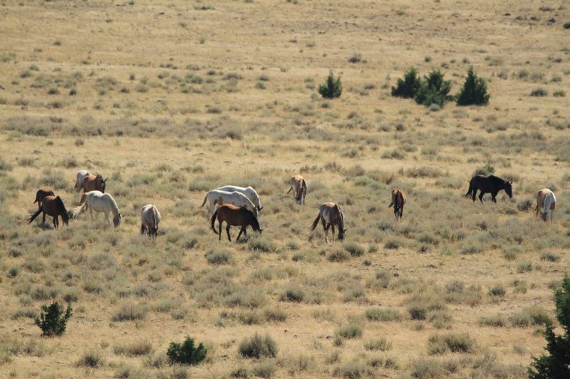 Wild Horses of the High Desert Wild Horses of the High Desert