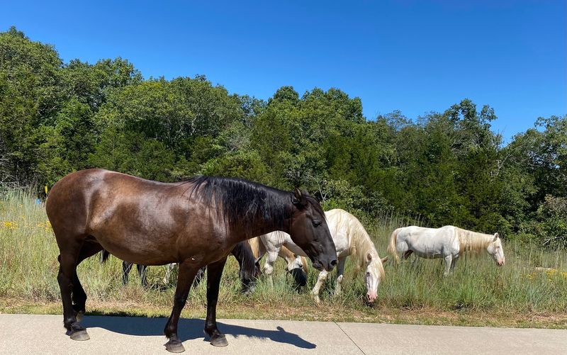 Wild Horses of the Ozarks: An Unexpected Encounter Wild Horses of the Ozarks: An Unexpected Encounter