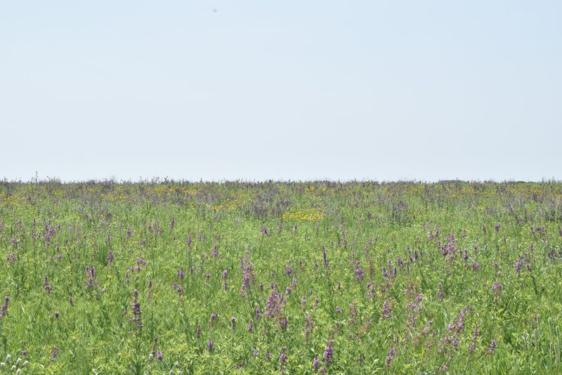 Wildflower Season and Why Timing Matters Wildflower Season and Why Timing Matters