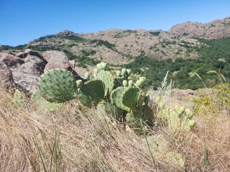 Wildflowers, Cactus, and the Unexpected Botanical Scene Wildflowers, Cactus, and the Unexpected Botanical Scene