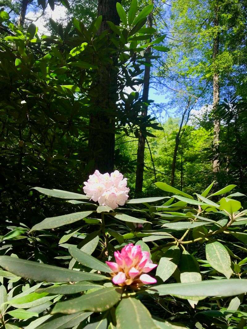 Wildflowers, Rhododendrons, and the Fall Color Payoff Wildflowers, Rhododendrons, and the Fall Color Payoff