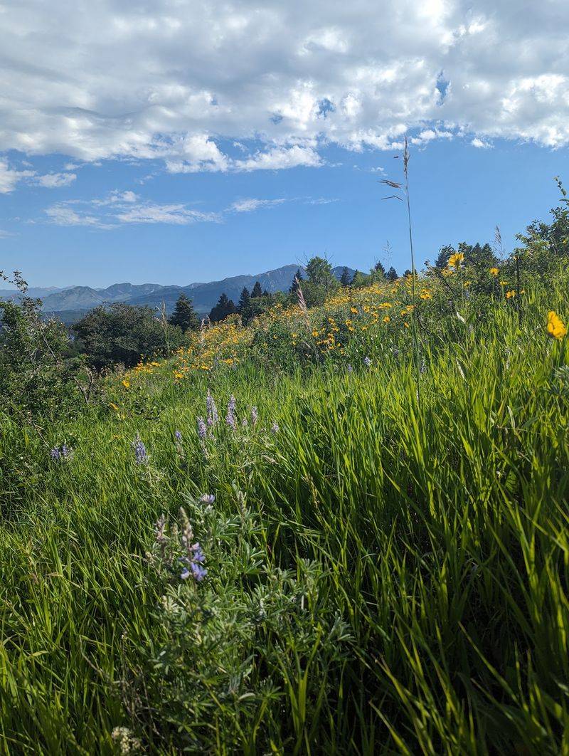 Wildflowers, Wildlife, and a Surprisingly Rich Ecosystem