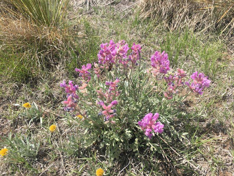 Wildflowers and Seasonal Color on the Prairie