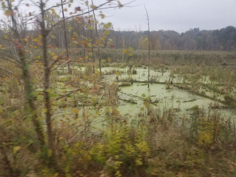 Wildlife Along The Route