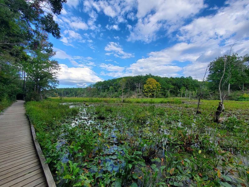 Wildlife Along the Marsh and Woods