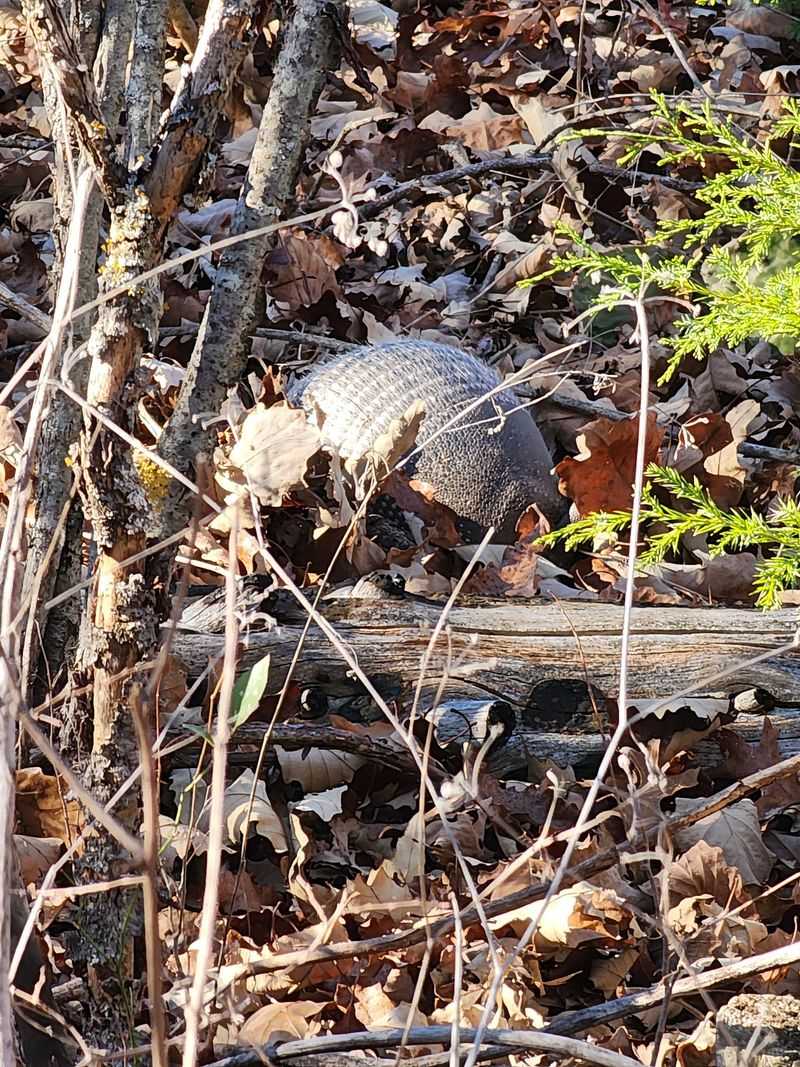 Wildlife Along the Way