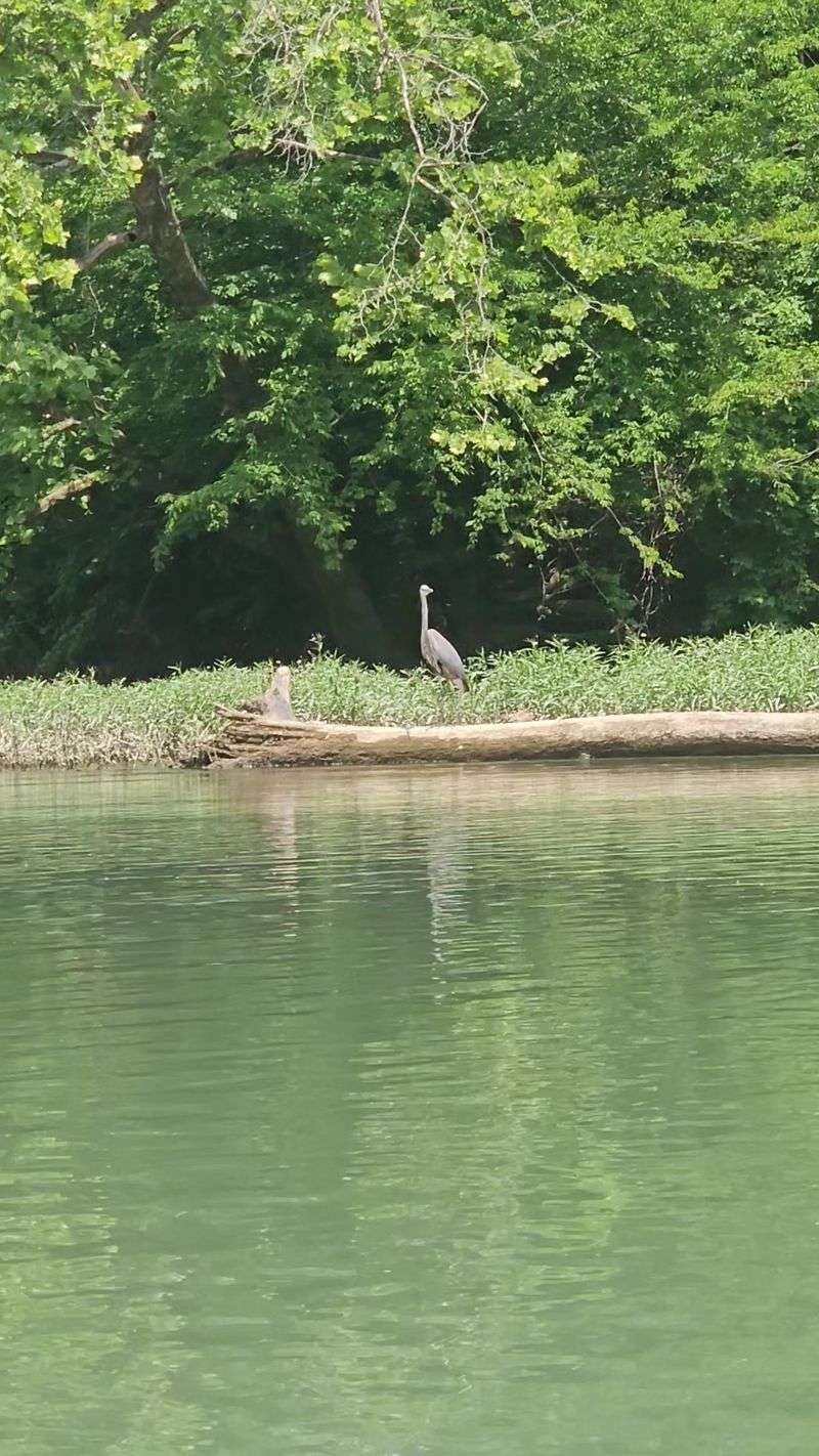 Wildlife Around Every Bend
