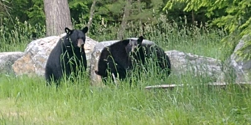 Wildlife Around Every Corner: What Calls This Forest Home