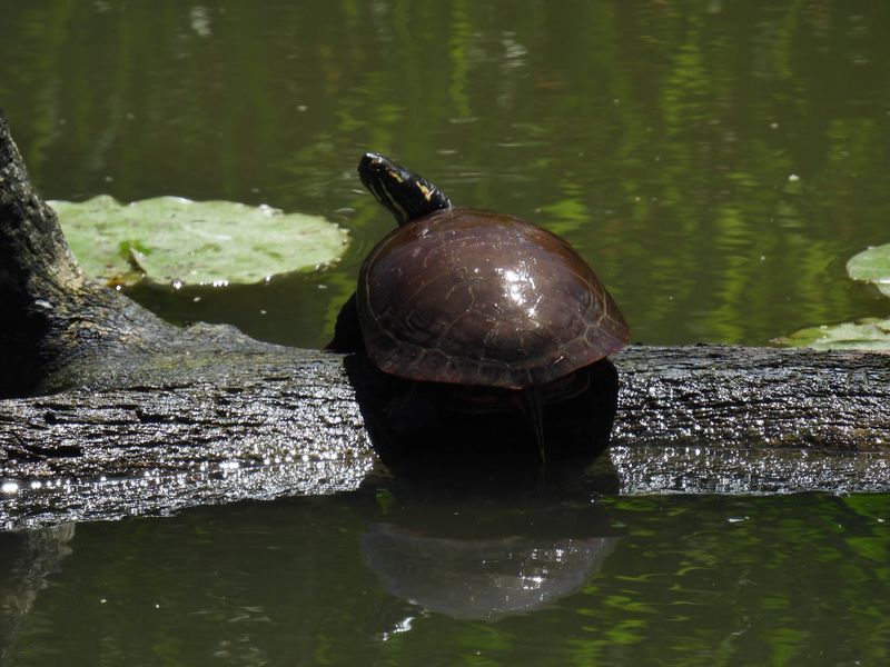 Wildlife Beyond Birds - What Else Shares the Marsh