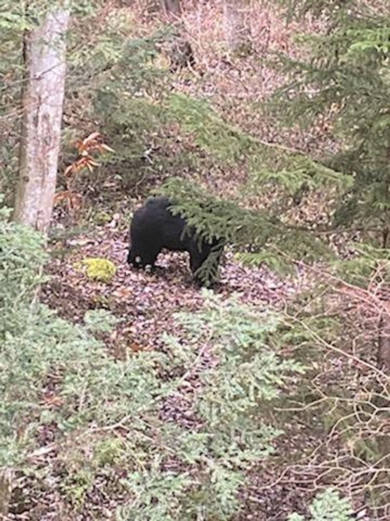 Wildlife Beyond the Birds: Bears, Otters, and Snowshoe Hares