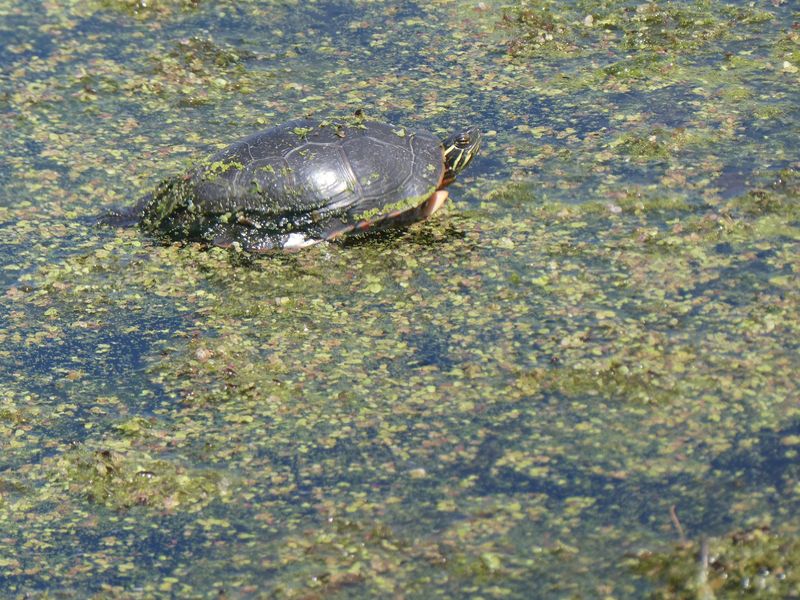 Wildlife Beyond the Birds: What Else Lives Here