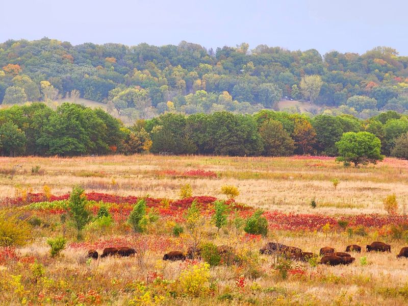 Wildlife Beyond the Bison Herd Wildlife Beyond the Bison Herd