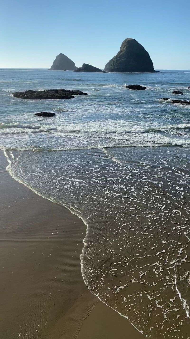 Wildlife Beyond the Shore: Sea Lions and Whale Sightings