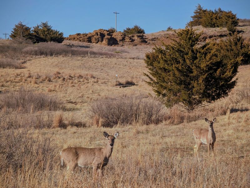 Wildlife, Birds, and the Living Prairie Surrounding the Lake Wildlife, Birds, and the Living Prairie Surrounding the Lake