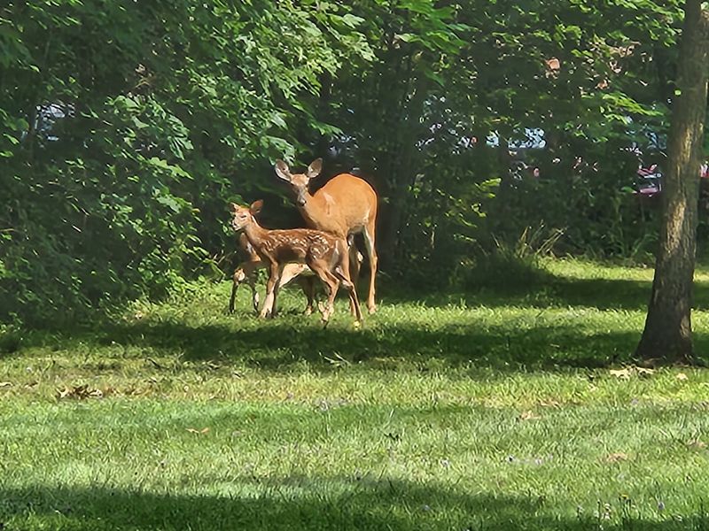 Wildlife, Deer Sightings, and Unexpected Nature Moments Wildlife, Deer Sightings, and Unexpected Nature Moments