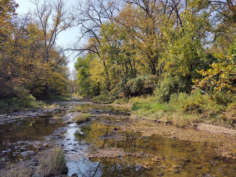 Wildlife Encounters Along the Creek