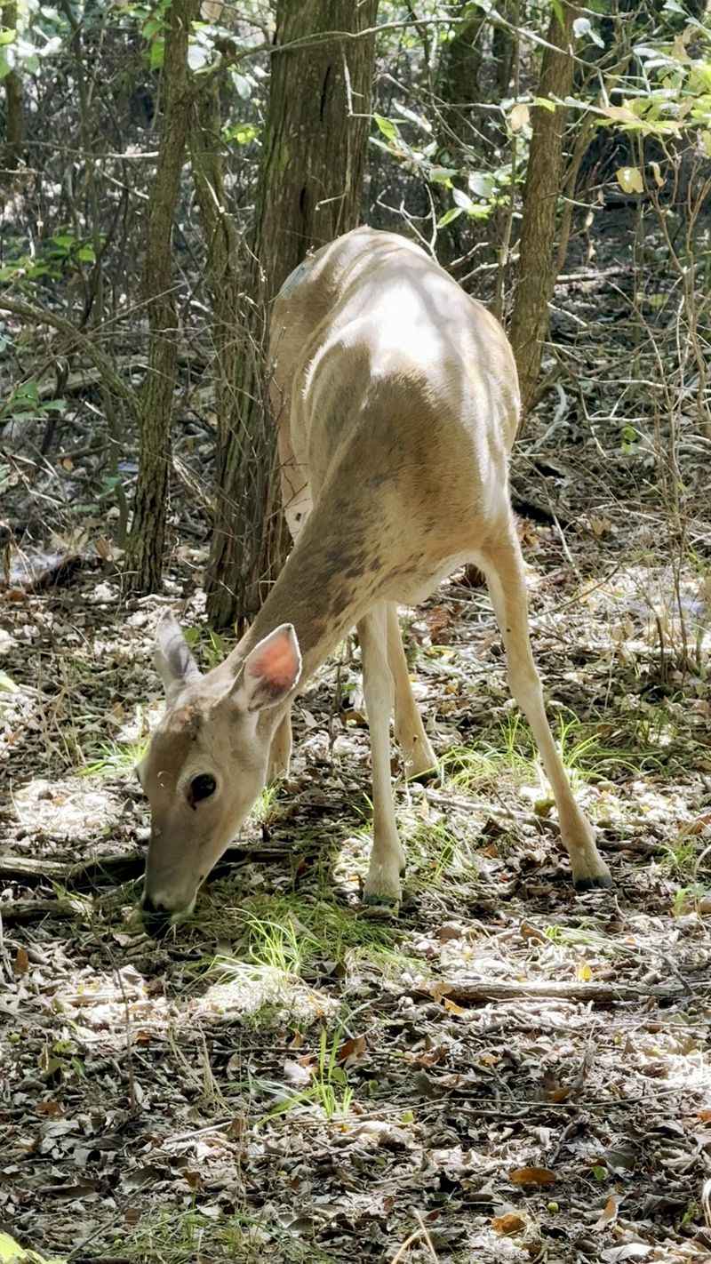 Wildlife Encounters Inside the Forest