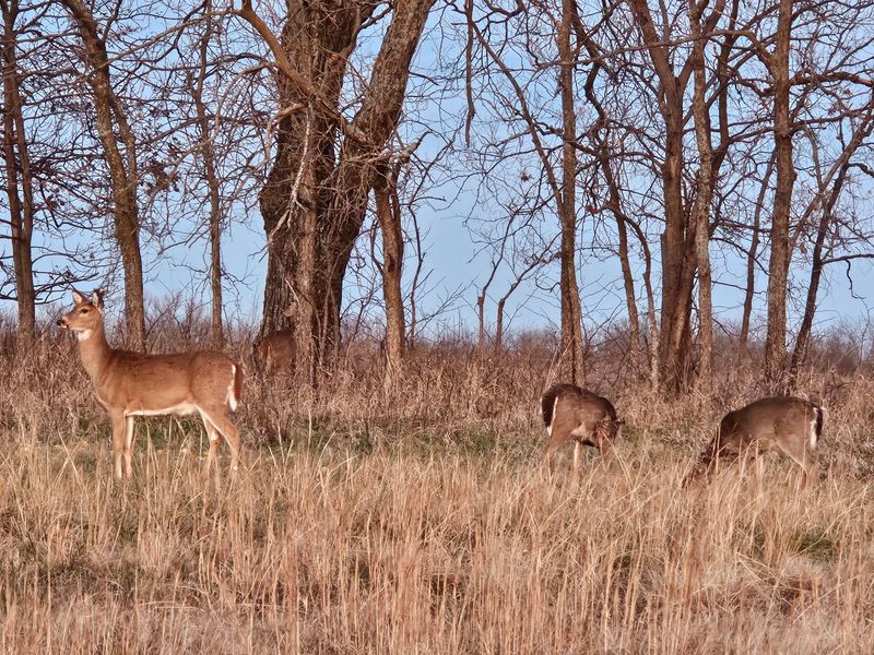 Wildlife Encounters That Make Every Visit Feel Unscripted Wildlife Encounters That Make Every Visit Feel Unscripted