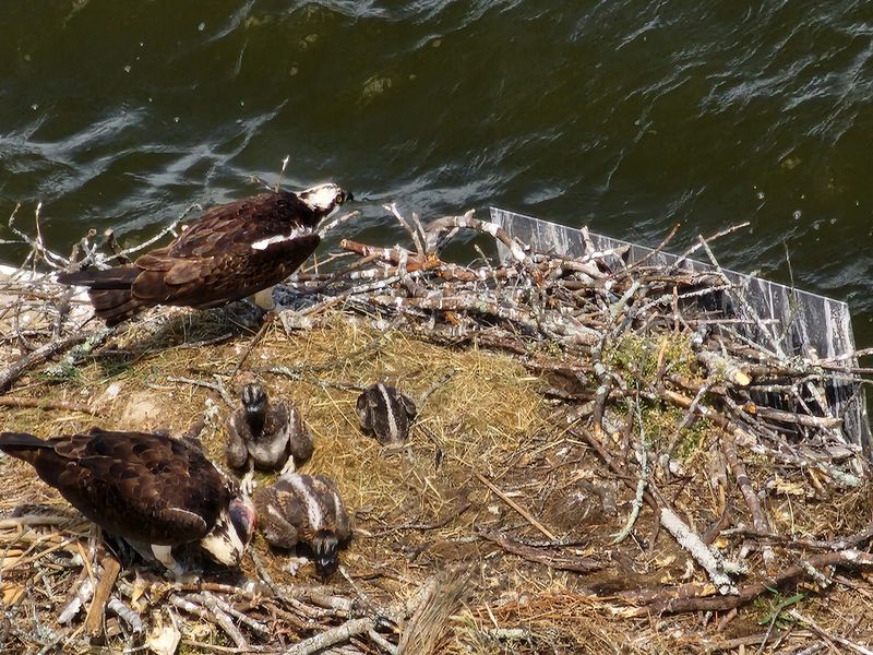 Wildlife Encounters That Surprise First-Time Visitors