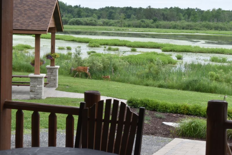 Wildlife Encounters You Cannot Plan For Wildlife Encounters You Cannot Plan For