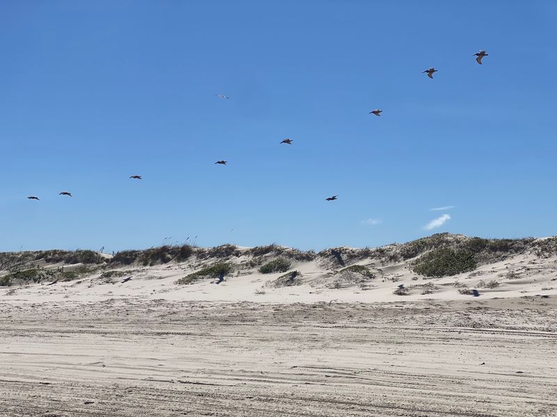 Wildlife, Sea Turtles, and Ranger Programs Wildlife, Sea Turtles, and Ranger Programs