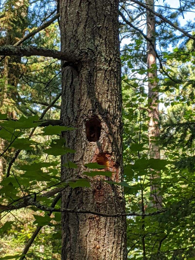 Wildlife That Calls the Old Forest Home Wildlife That Calls the Old Forest Home