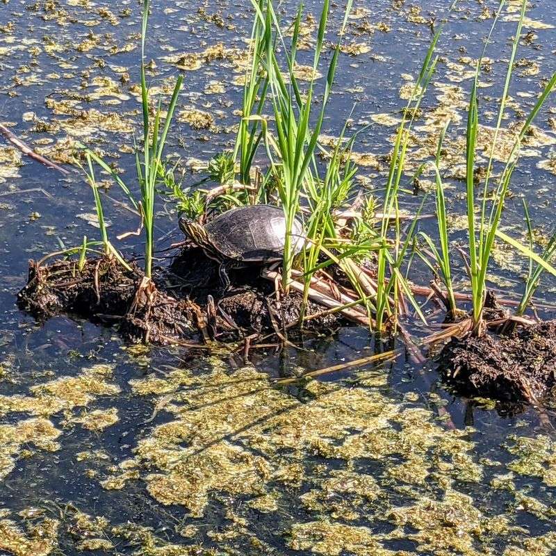 Wildlife That Goes Well Beyond the Birds