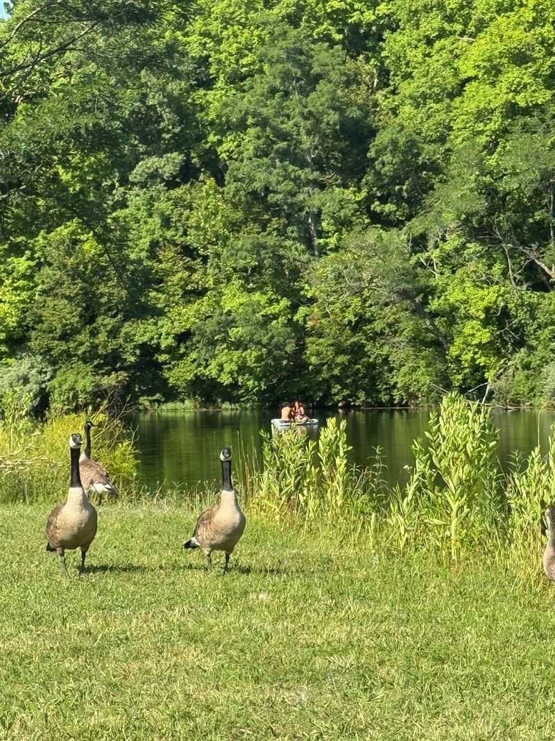 Wildlife That Makes Every Visit Feel Unpredictable Wildlife That Makes Every Visit Feel Unpredictable