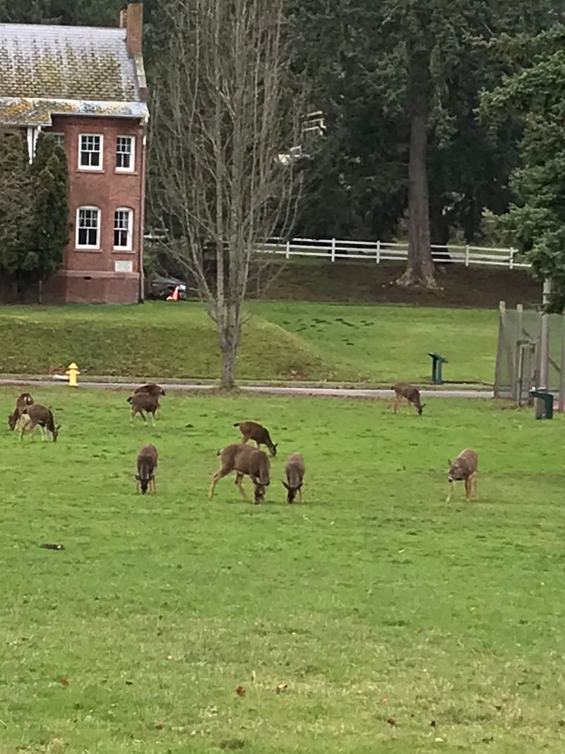 Wildlife That Shows Up Uninvited and Often