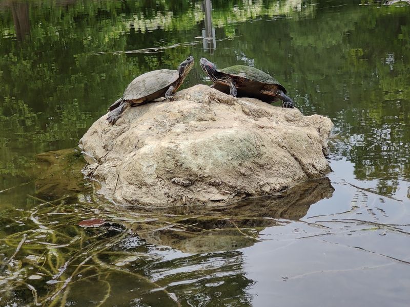 Wildlife That Shows Up Uninvited