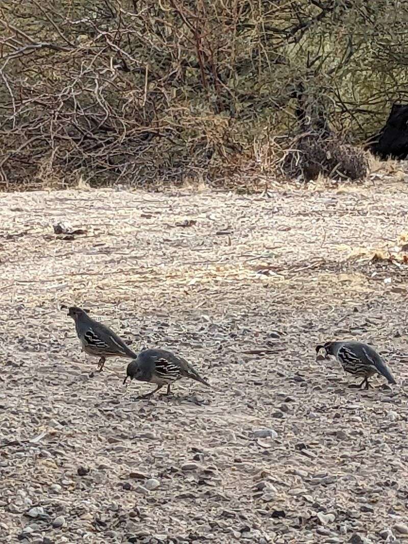 Wildlife That Shows Up Without Warning Wildlife That Shows Up Without Warning