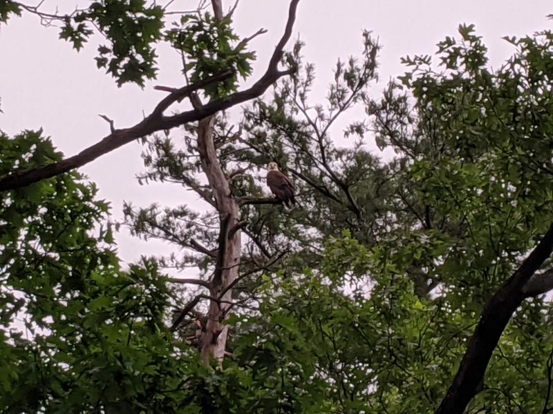 Wildlife That Shows Up for Early Risers Wildlife That Shows Up for Early Risers