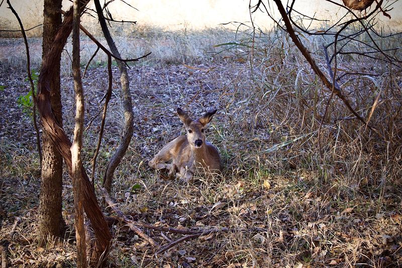 Wildlife That Treats the Park Like Home