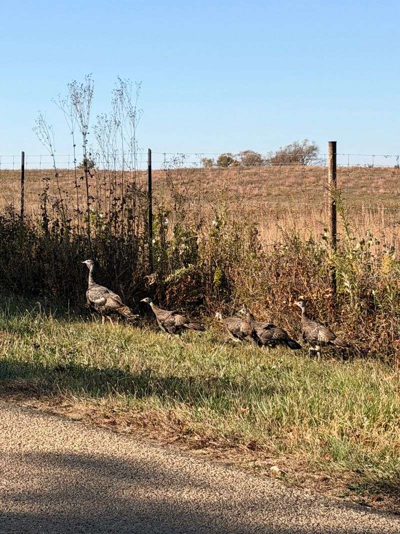 Wildlife Watching Beyond The Bison