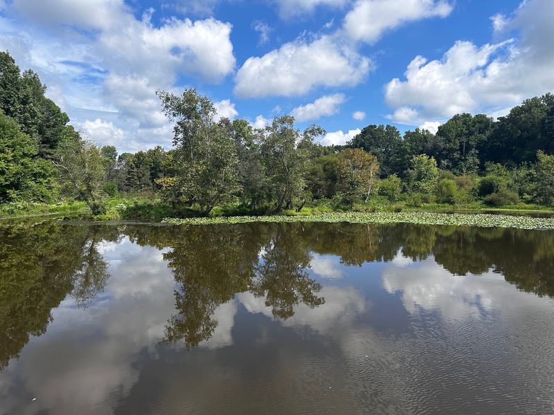 Wildlife Watching From Kingfishers to Turtles