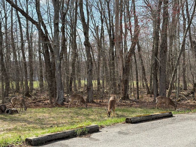 Wildlife Watching: Patience Gets Rewarded Wildlife Watching: Patience Gets Rewarded