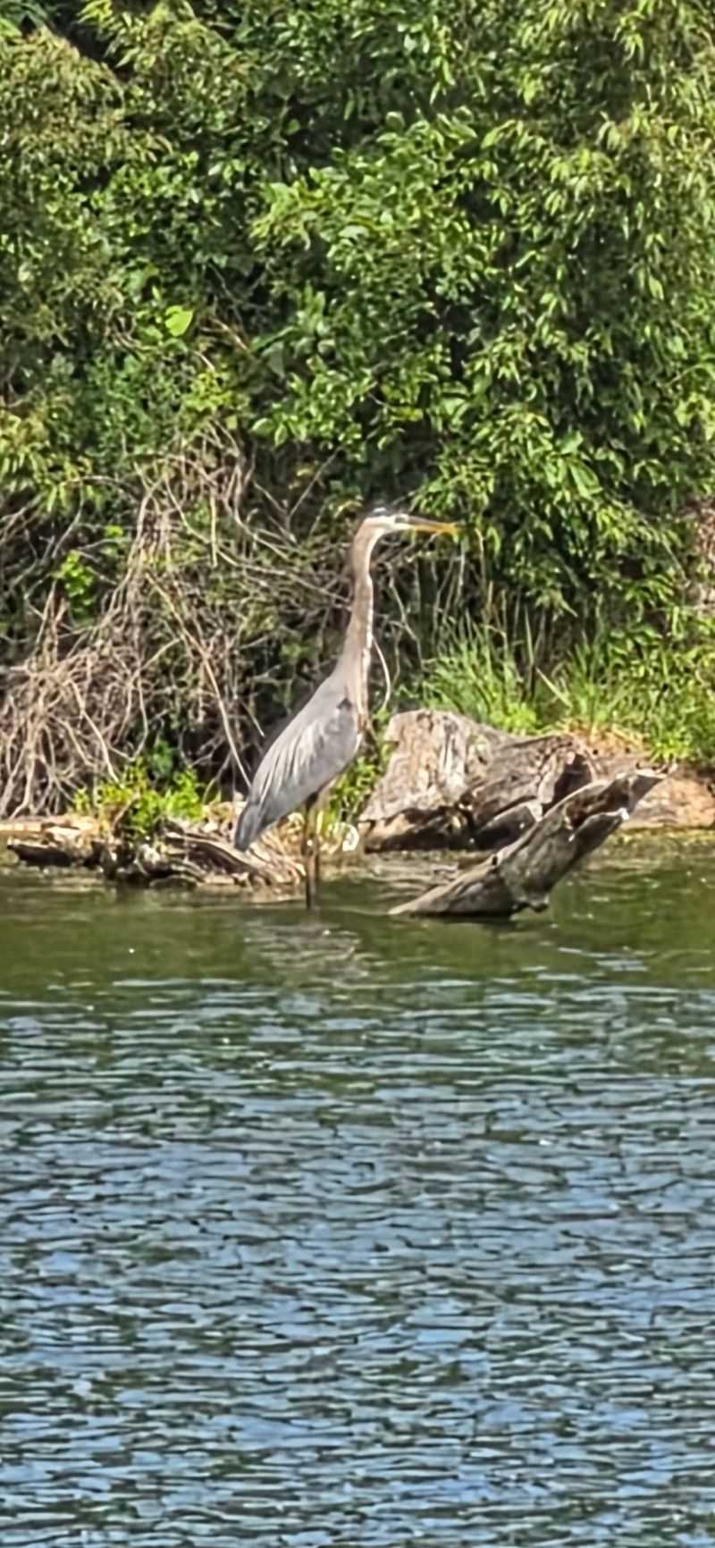 Wildlife Watching and the Birdlife That Will Surprise You Wildlife Watching and the Birdlife That Will Surprise You