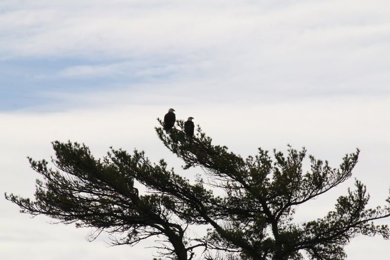 Wildlife Watching on the Water and Along the Shore