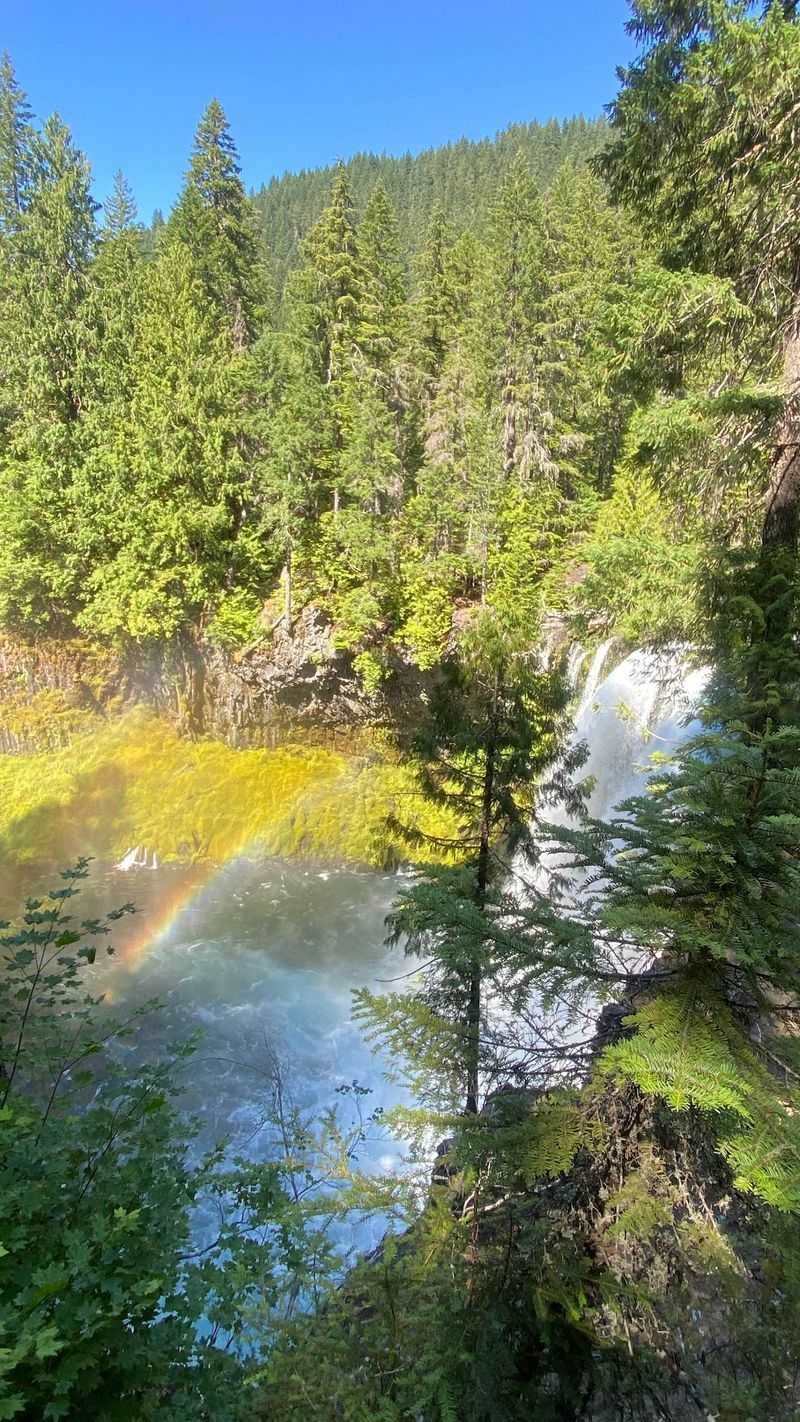 Wildlife, Wildflowers, and the Living Forest