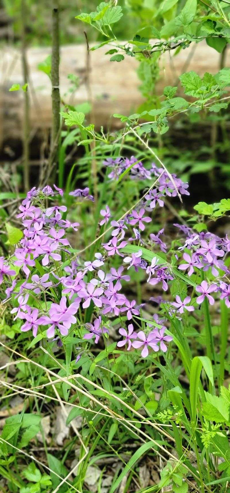 Wildlife, Wildflowers, and the Living Landscape Wildlife, Wildflowers, and the Living Landscape