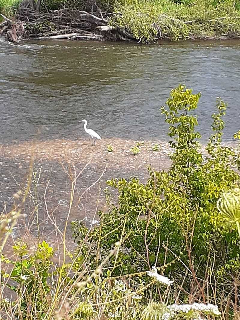 Wildlife and Birding: Nature Shows Up in Force Here Wildlife and Birding: Nature Shows Up in Force Here