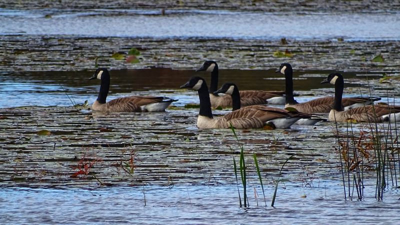 Wildlife and Ecology: A Living Forest Worth Paying Attention To Wildlife and Ecology: A Living Forest Worth Paying Attention To