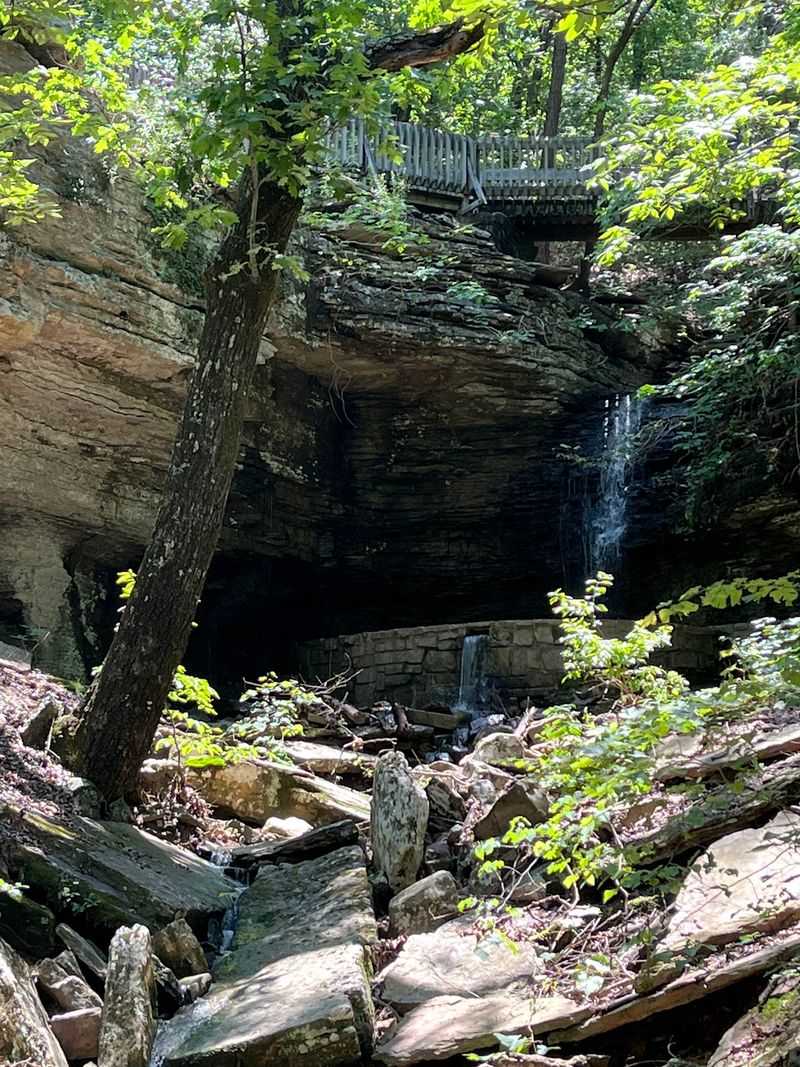 Wildlife and the Living Forest Around the Trail