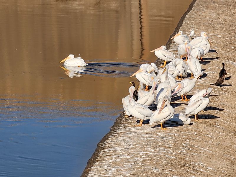 Wildlife and the Migratory Flyway Wildlife and the Migratory Flyway